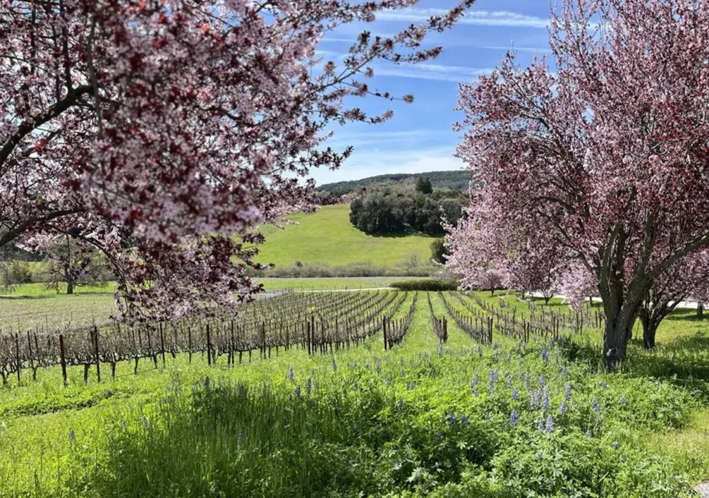 Spring Wine Club Release