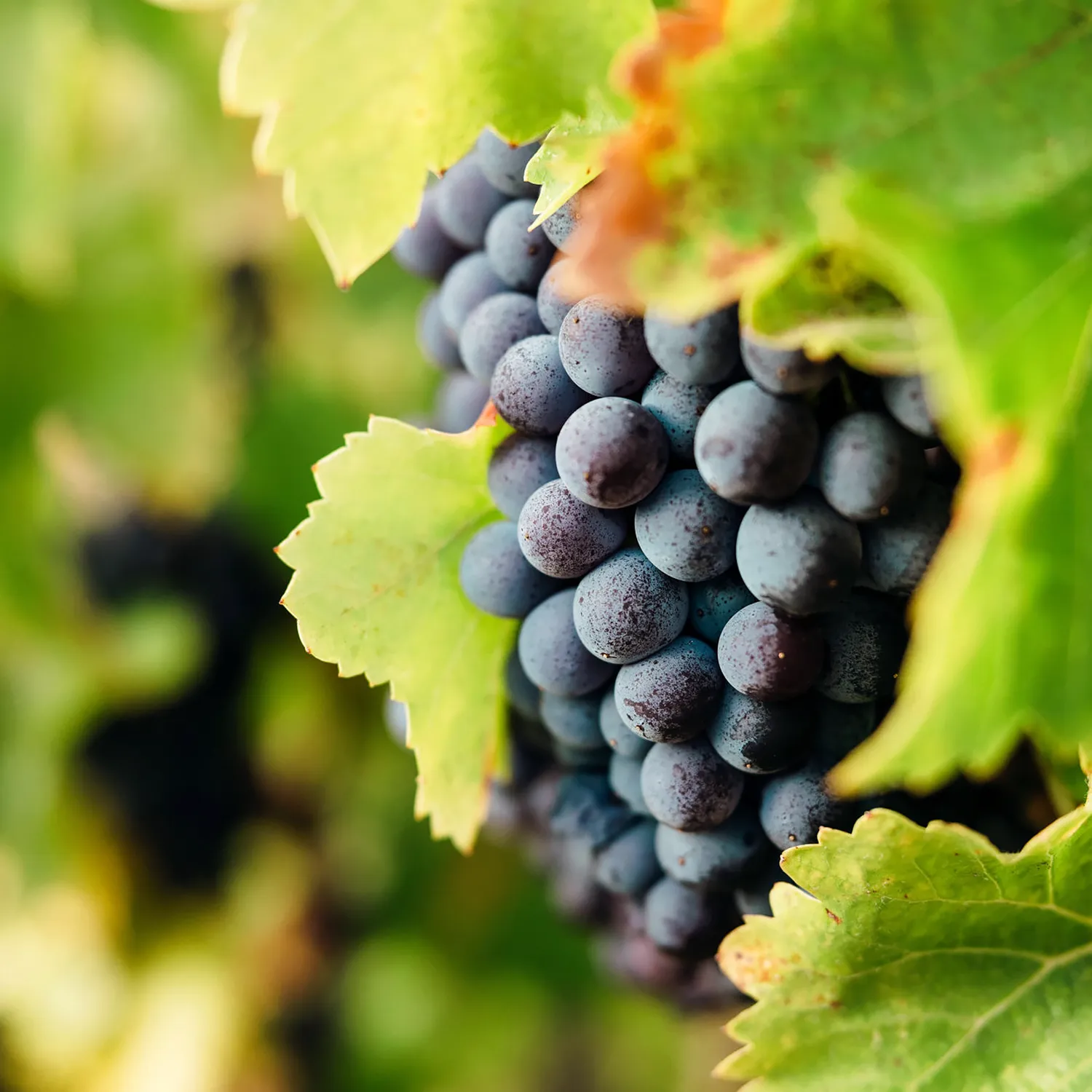 Cluster of grapes from Denner Vineyards.